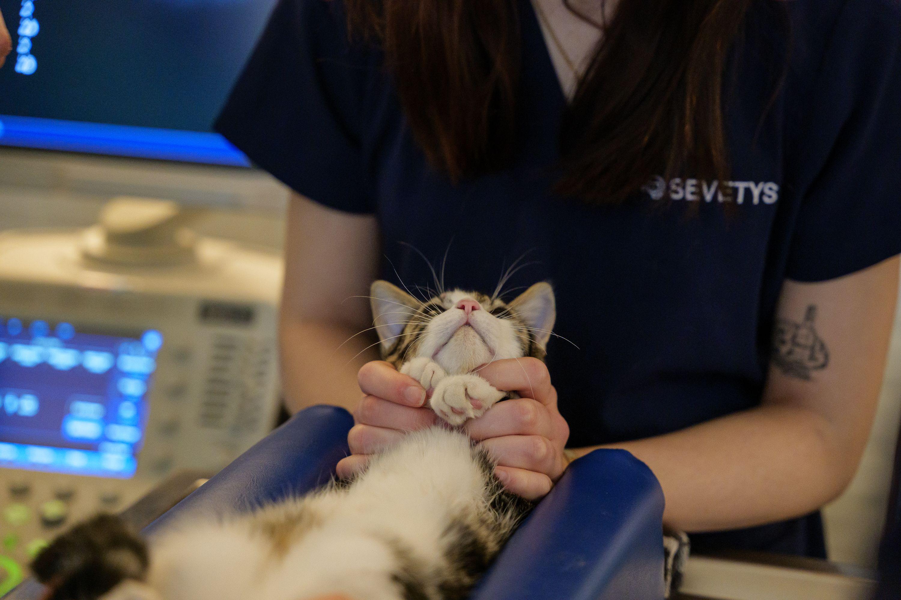 Photo Clinique vétérinaire Rue de Paris - Charenton-le-Pont - 2