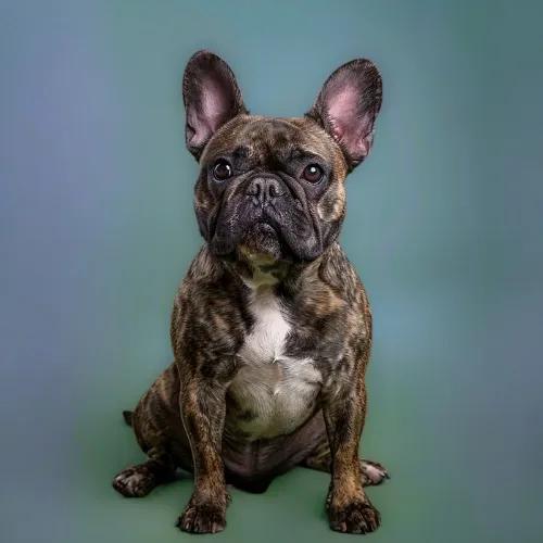 Bouledogue français