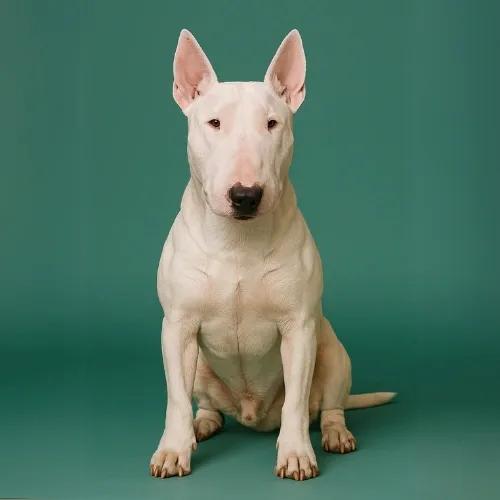 Bull Terrier