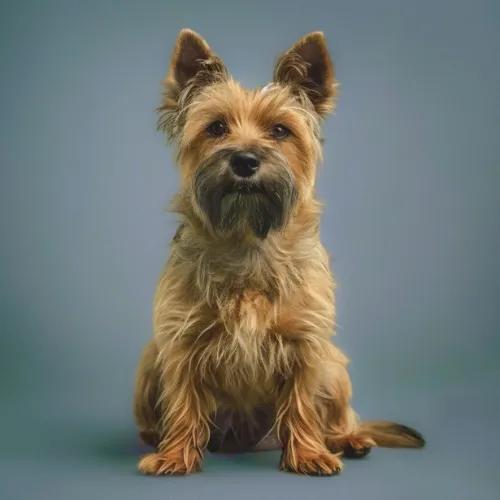 Cairn terrier