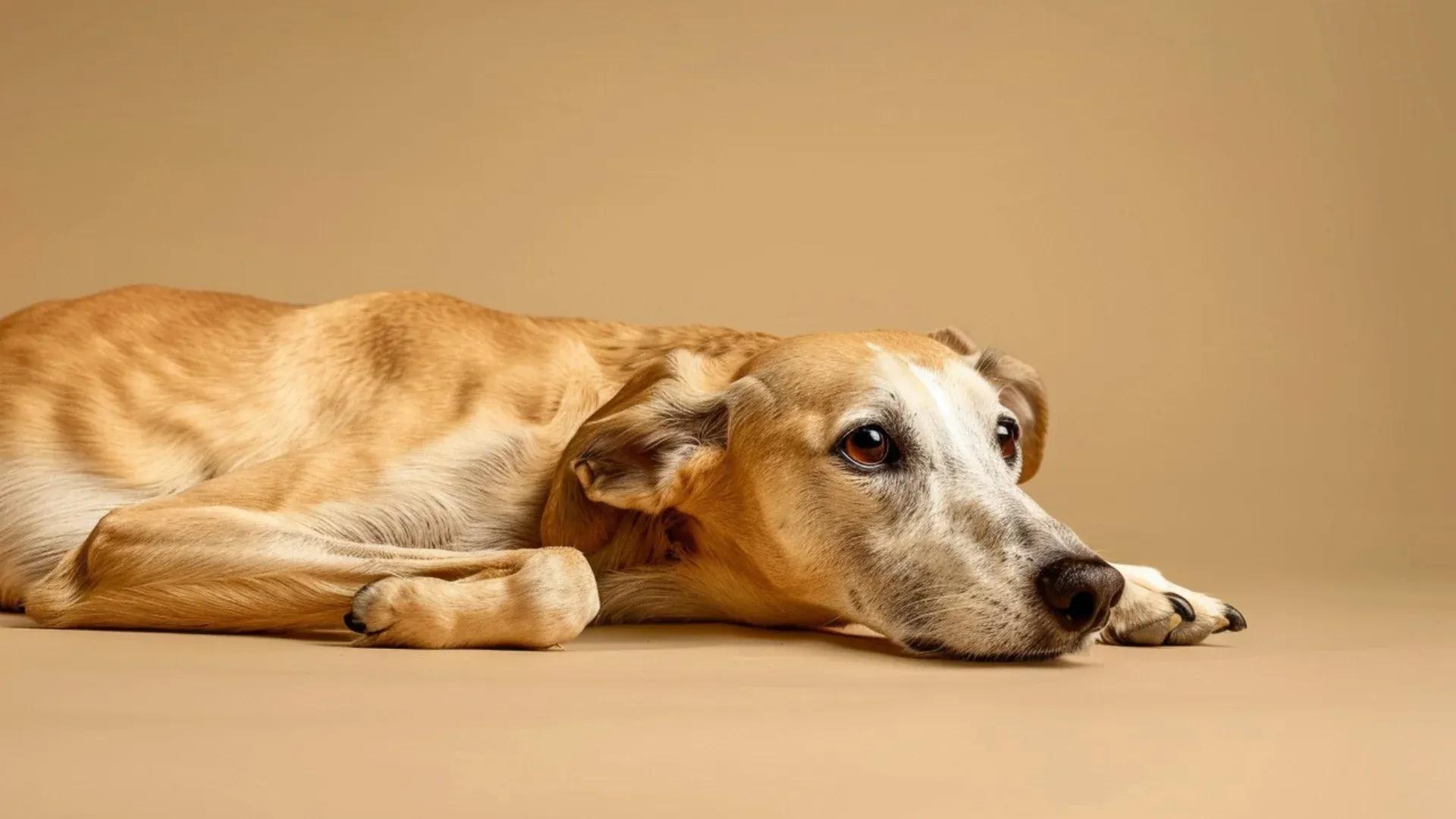 La piroplasmose chez le chien