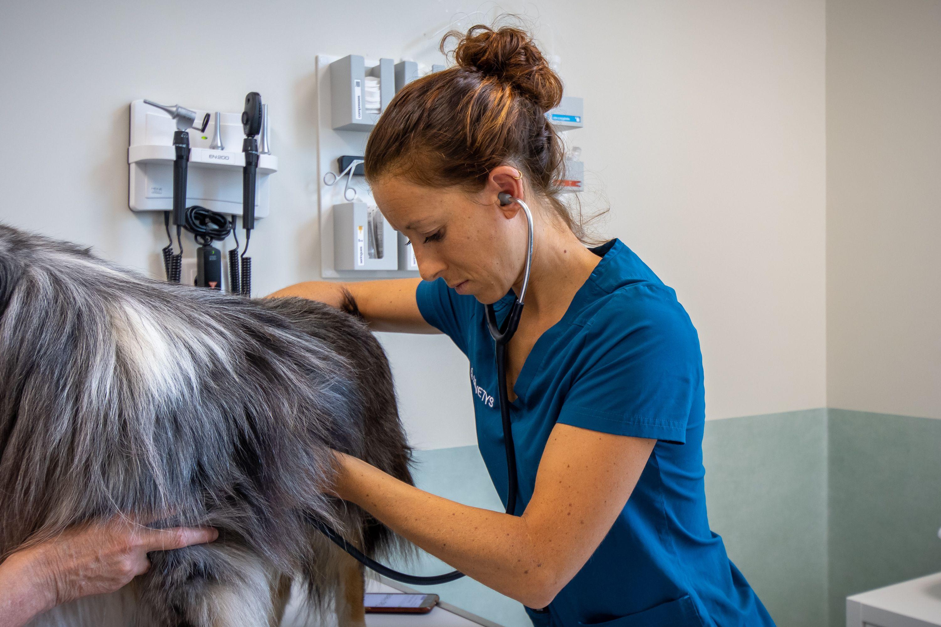 Photo Clinique vétérinaire Sevetys Occitanie - Montpellier - 2