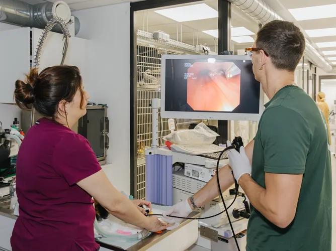 Vétérinaire réalisant une endoscopie