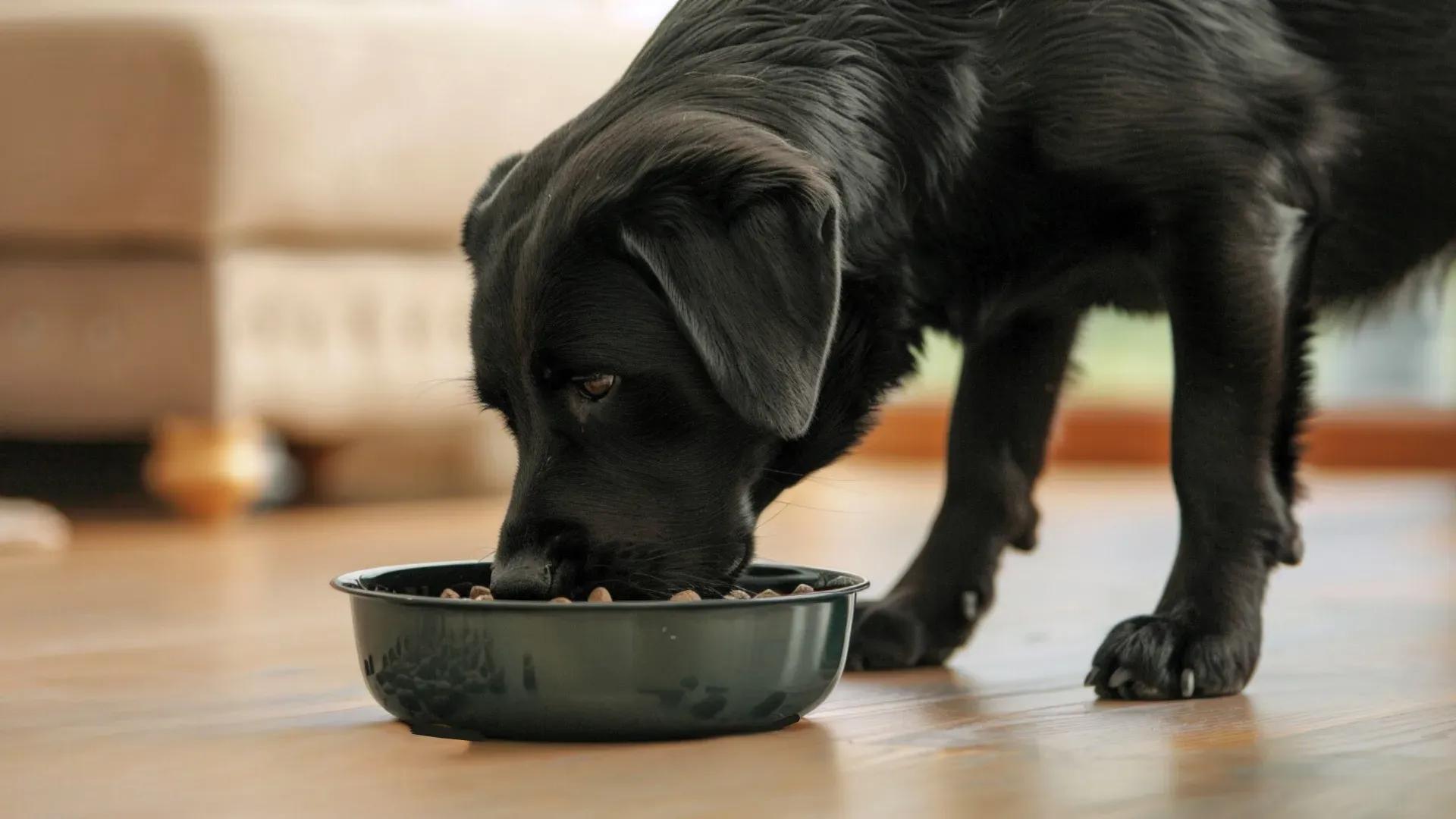 Transition alimentaire chez le chien : comment faire ?