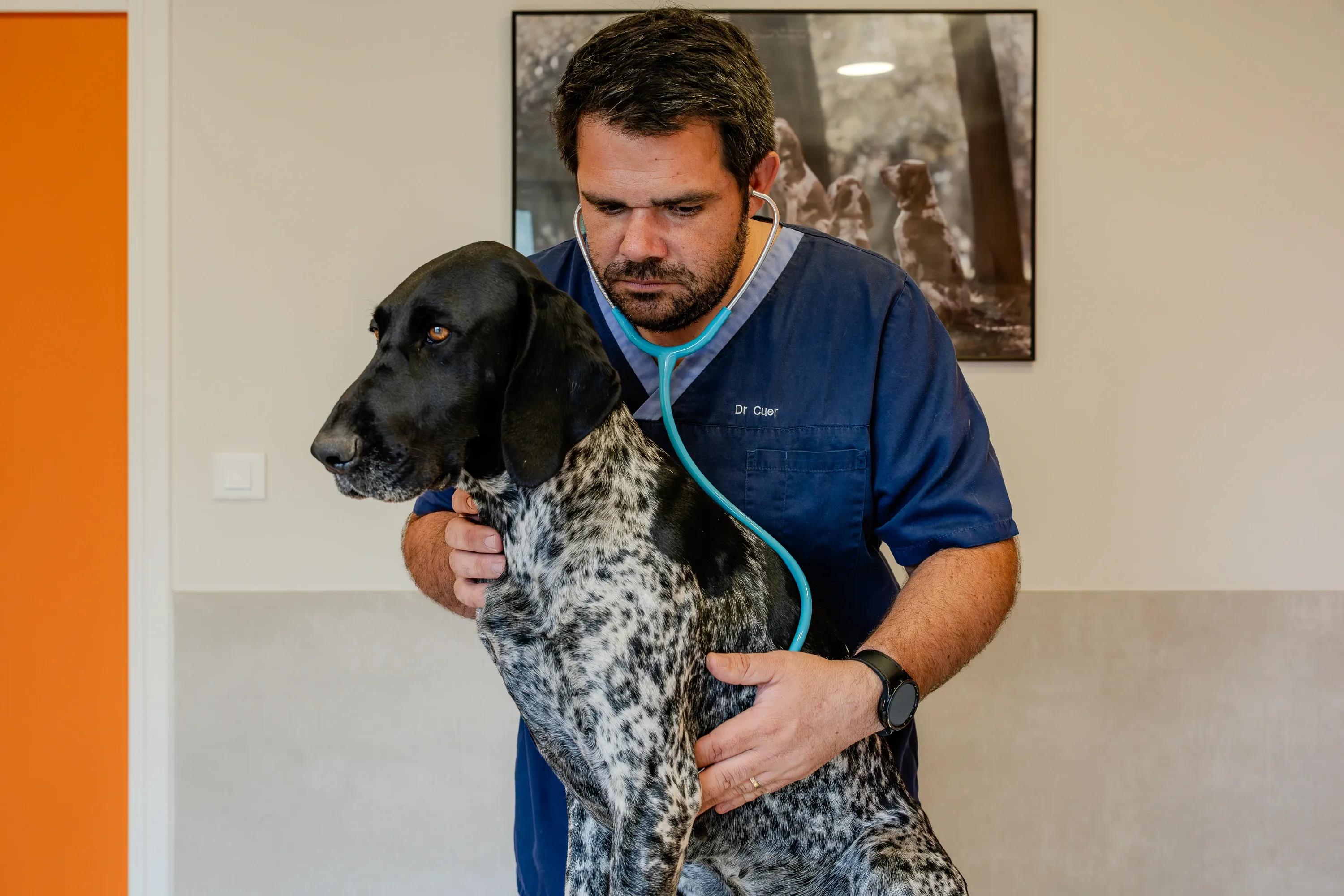 Photo Clinique Vétérinaire du val de Sensée - Aubigny-Au-Bac - 3