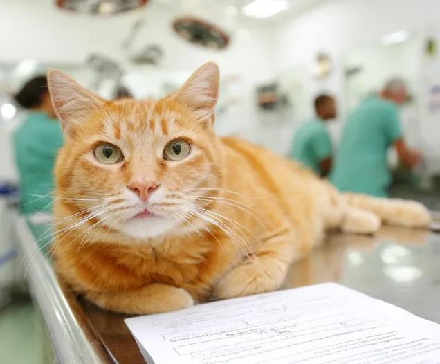 Bilan gériatrique du chat