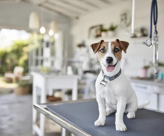 Coproscopie chez le chien