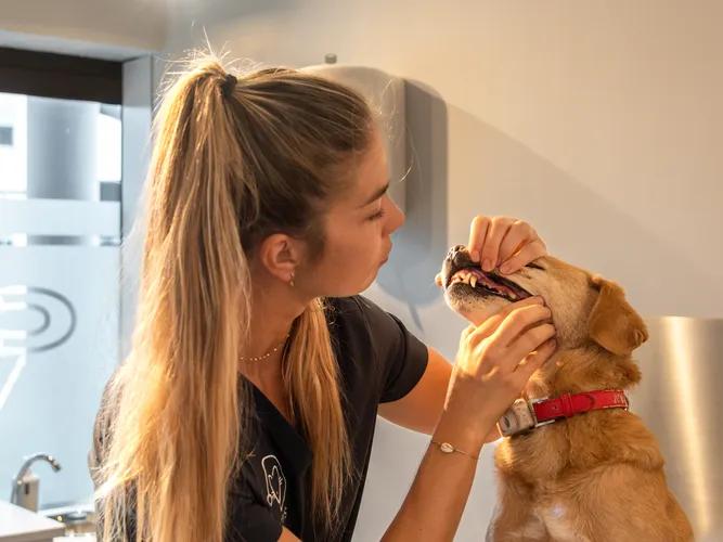 Dentisterie vétérinaire