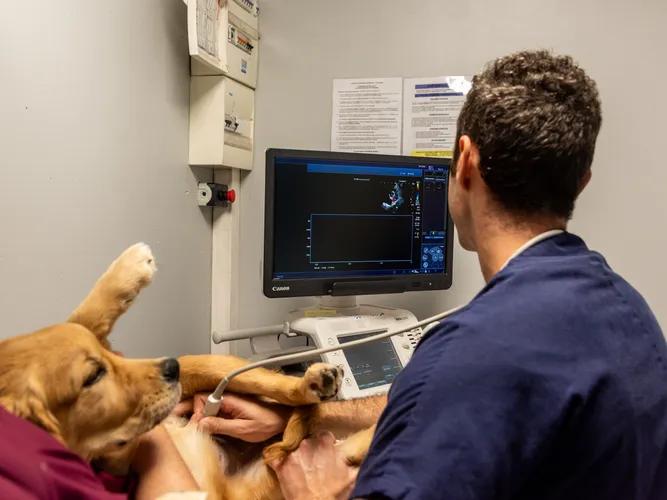 vétérinaire réalisant une échographie cardiaque