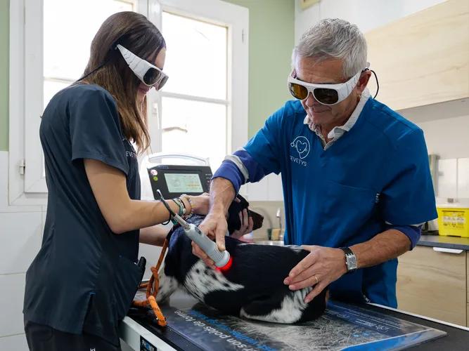 Vétérinaire Sevetys réalisant une une thérapie laser