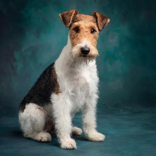 Fox Terrier