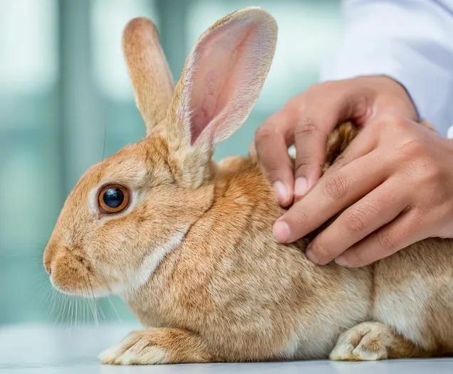 Identification du lapin 