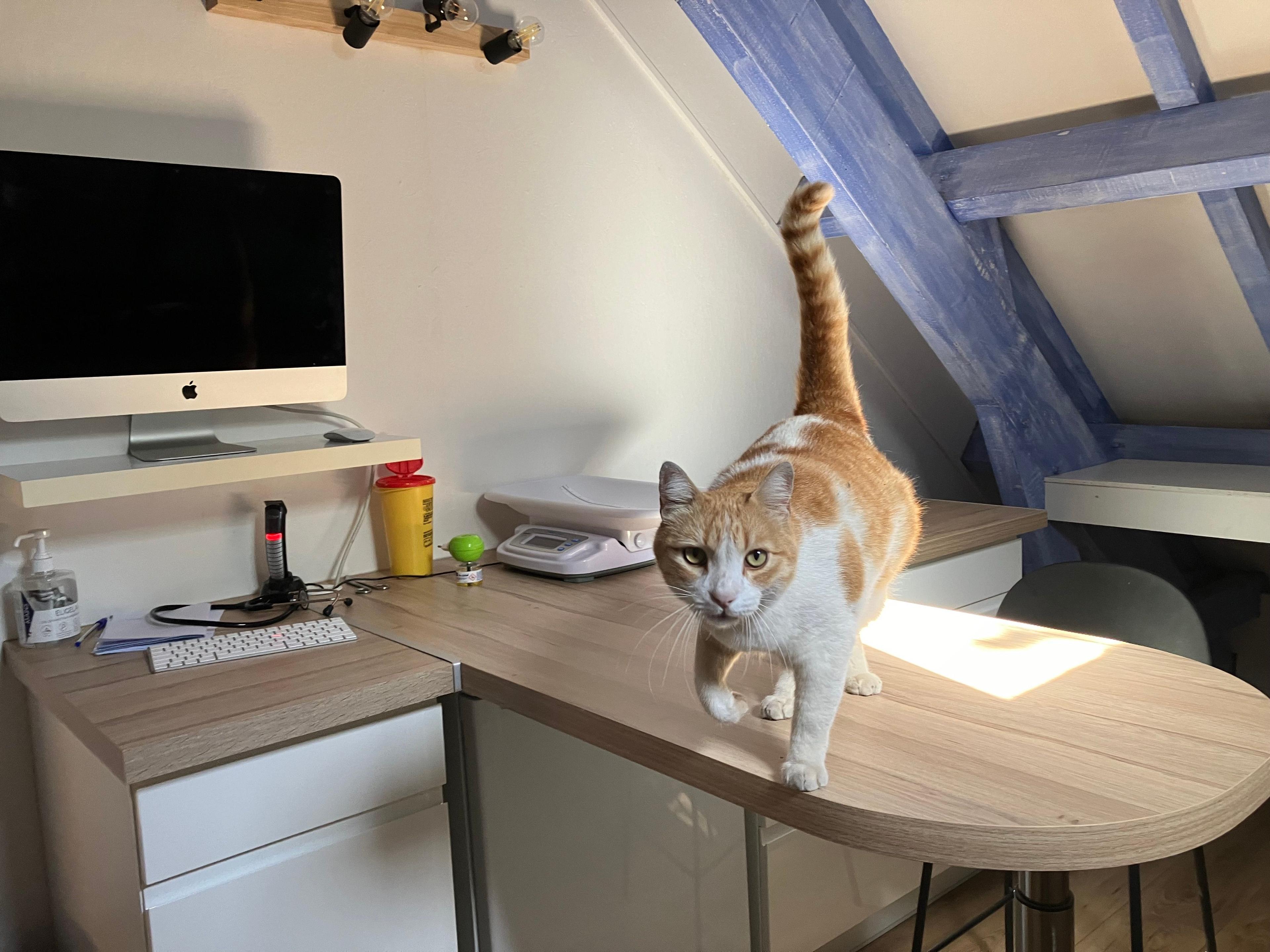 Photo Clinique vétérinaire de la Vague - Saint-Leu - 3