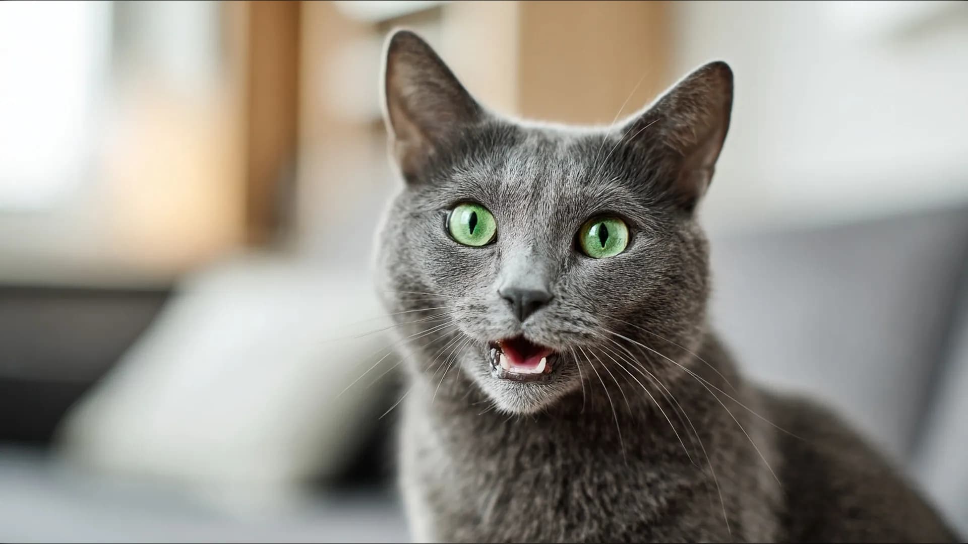 Miaulements du chat : nos vétérinaires traduisent ce qu’il veut vous dire