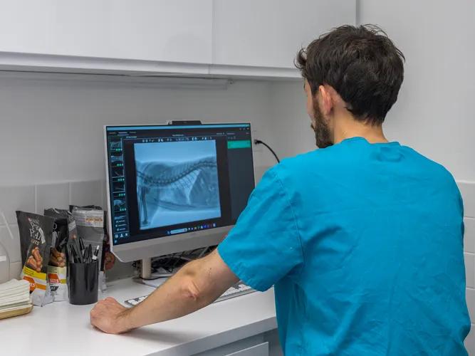 Vétérinaire spécialiste en imagerie analysant une radiographie