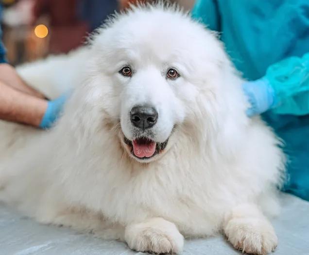 Test de progestérone chez la chienne