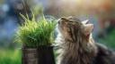 L'herbe à chat