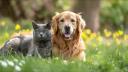 Antiparasitaires pour chien et chat