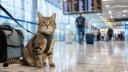 Voyage en avion chat