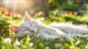 coup de soleil chat