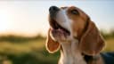 Image de Chien