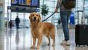 Chien voyage avion