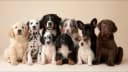 Image de Chien