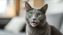 Le miaulement du chat