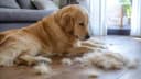 mue chien