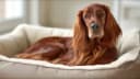 Image de Chien