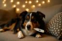 Température du chien