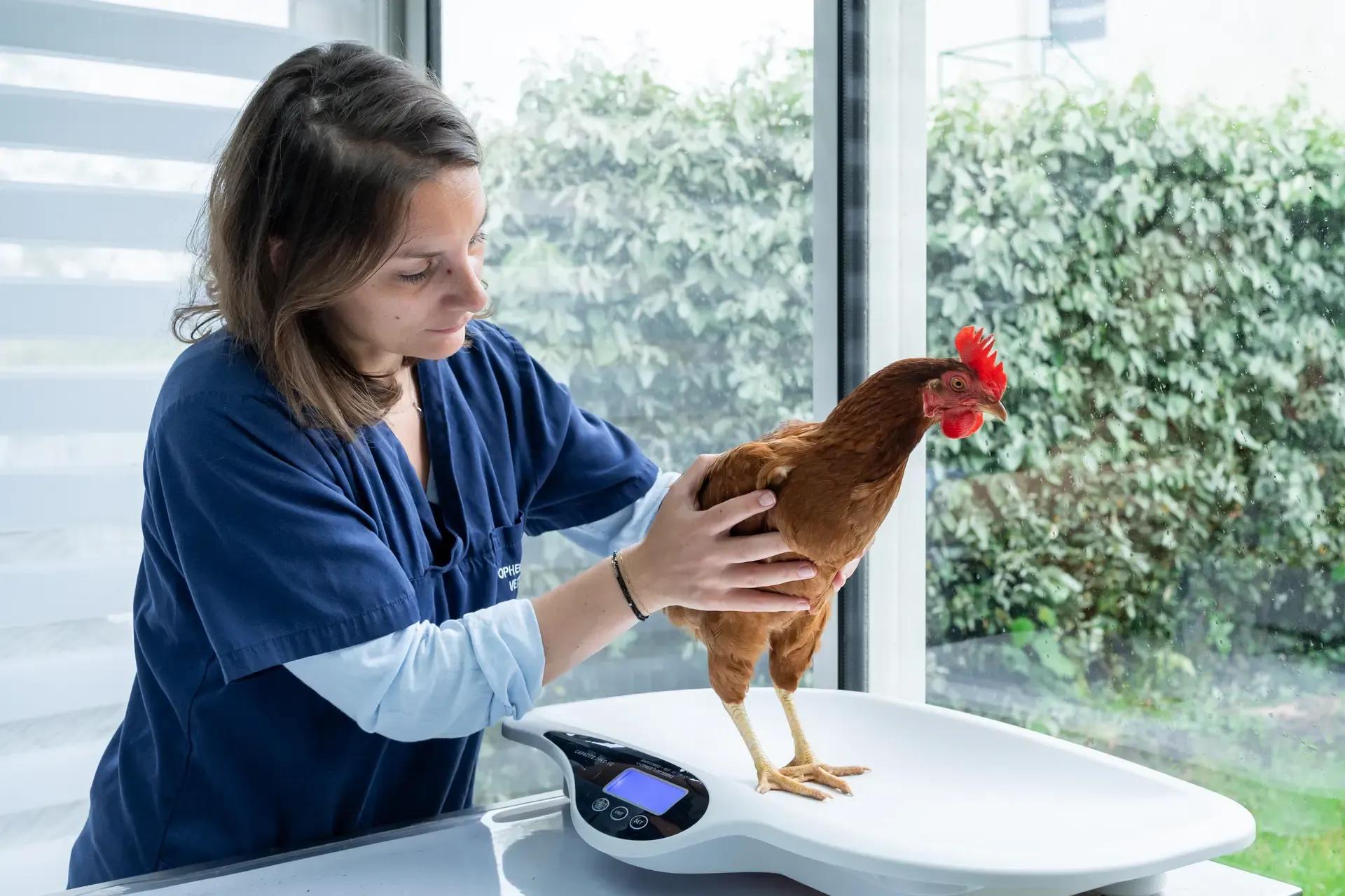 Photo Clinique vétérinaire de Vannes - 2