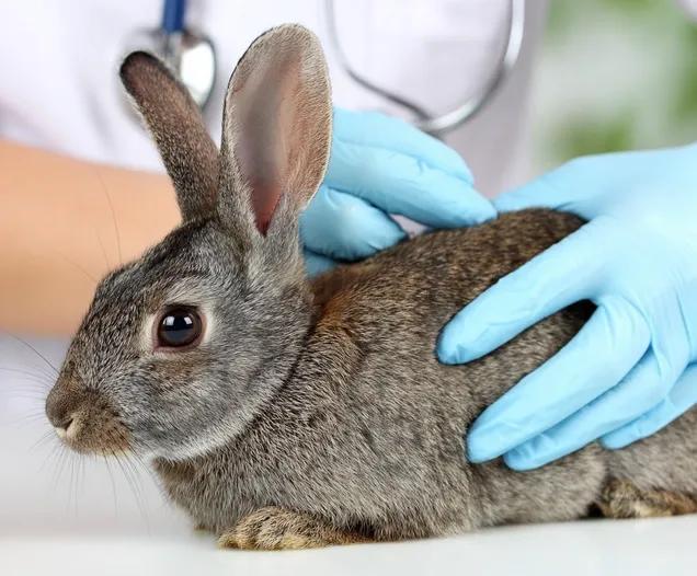 Vétérinaire pour petits mammifères