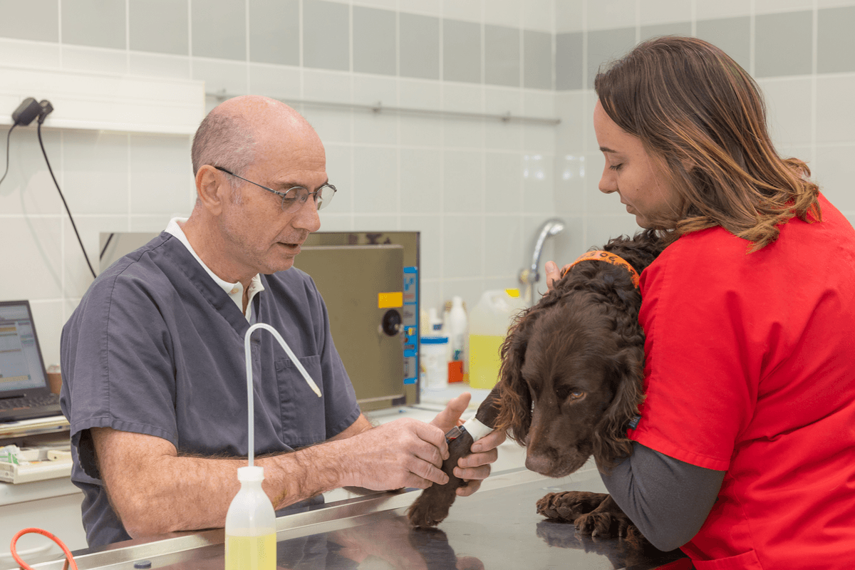 Photo Clinique vétérinaire des Promenades - Sens - 3