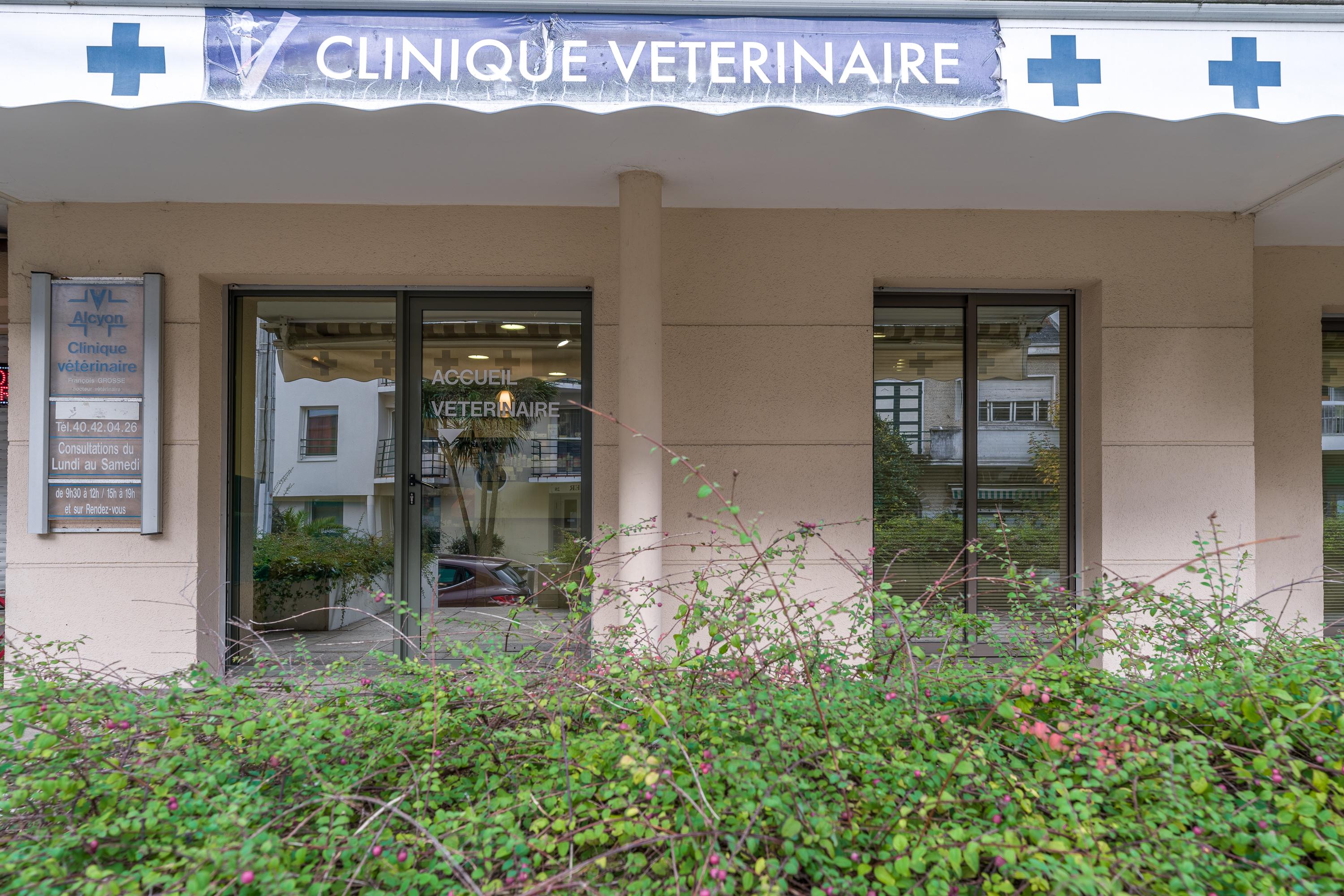 Photo Clinique vétérinaire Les Palmiers - La Baule - 1
