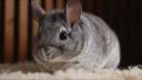 adopter chinchilla