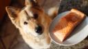 saumon chien