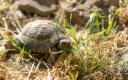 Tortue d’Hermann adoption et soin