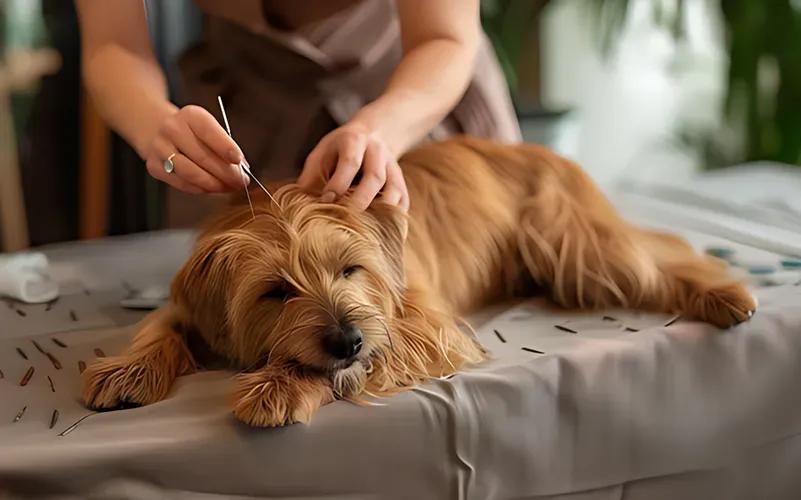 Acupuncture vétérinaire