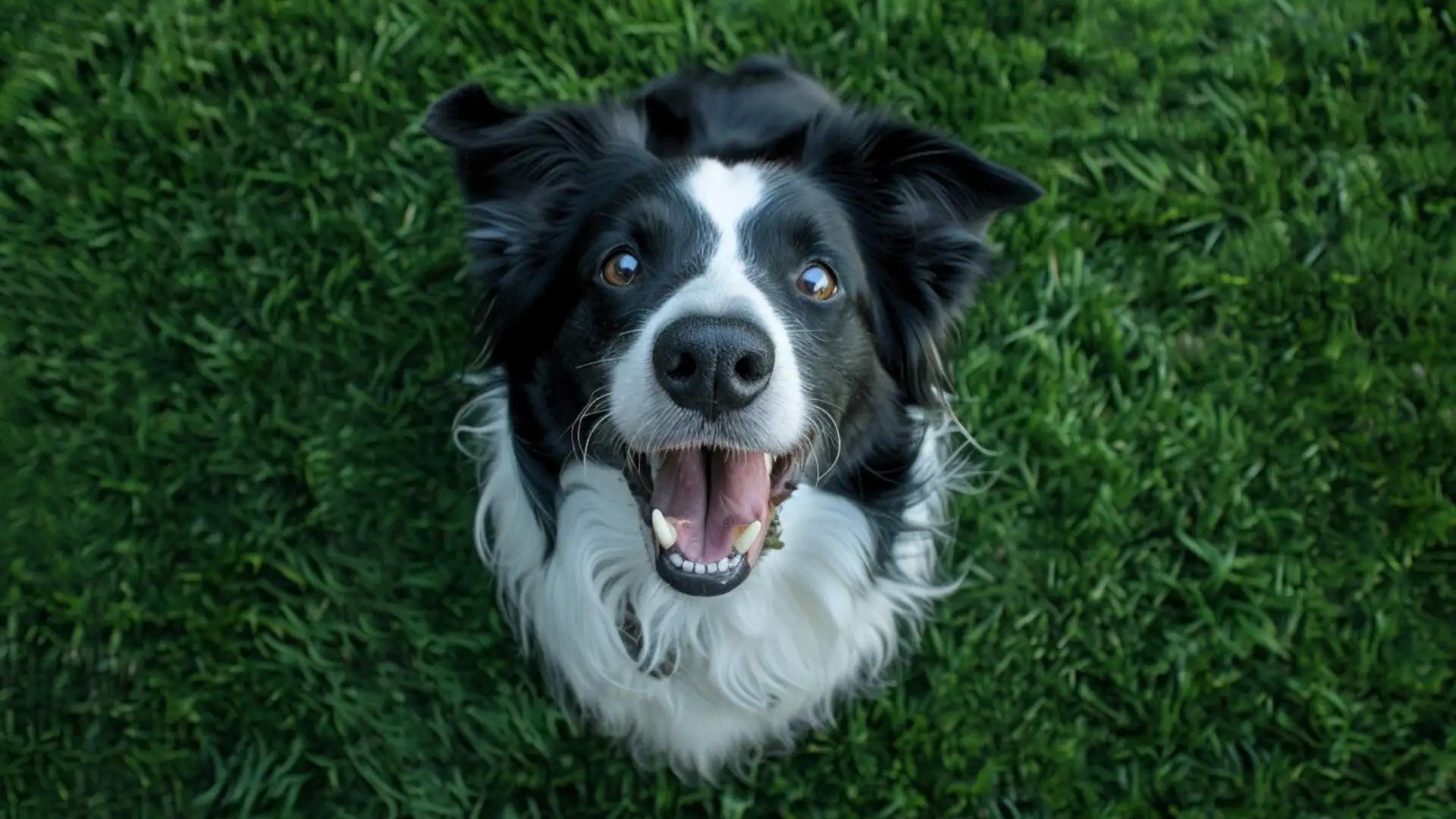 Où partir en vacances avec son chien ?