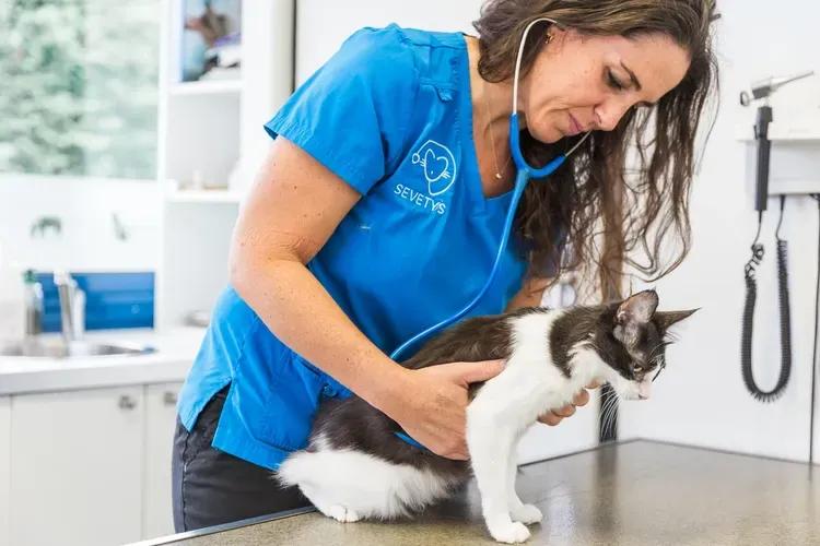 Cardiologie vétérinaire