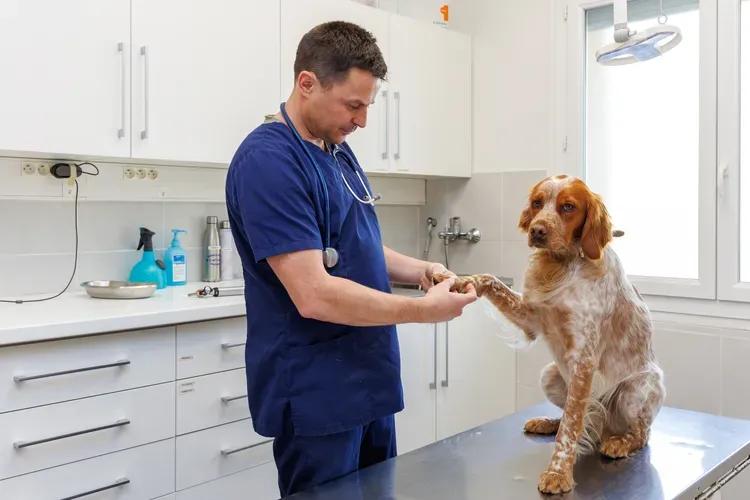 Dermatologie vétérinaire