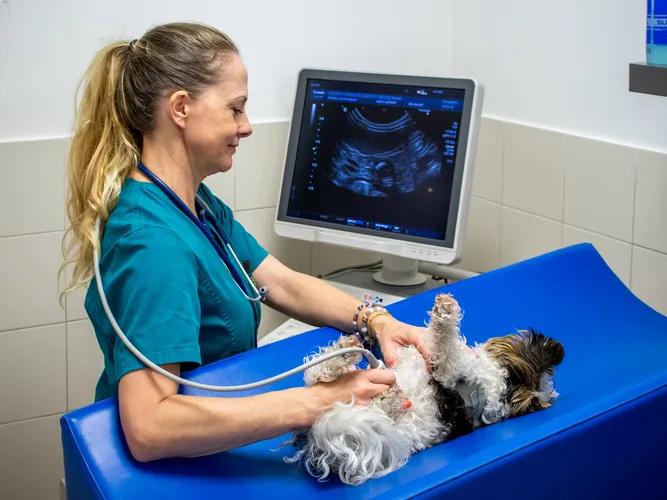 Échographie vétérinaire