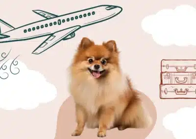 Voyager en avion avec son chien