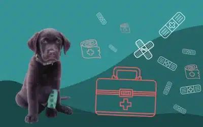La trousse de secours de votre chien : les indispensables