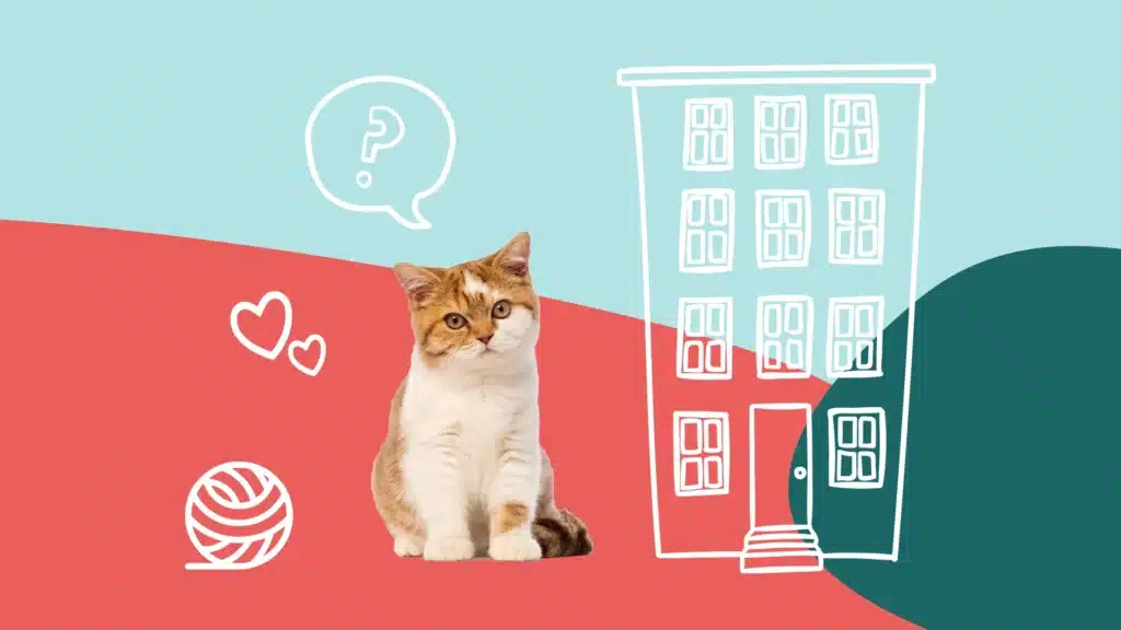 Un chat en appartement est-ce une bonne idée ?