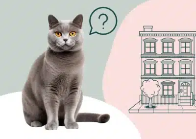 Un chat en appartement : est-ce une bonne idée ? 