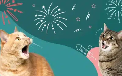Comment faire si mon chat a peur des feux d’artifice : nos conseils