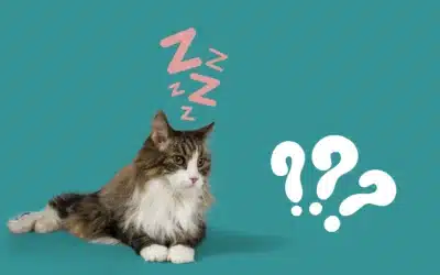 Comment gérer l’ennui de votre chat ?