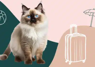 Partir en vacances avec son chat : notre checklist pour ne rien oublier